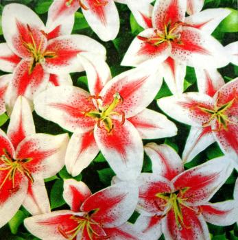 027 Lilies - 3-ply (27)